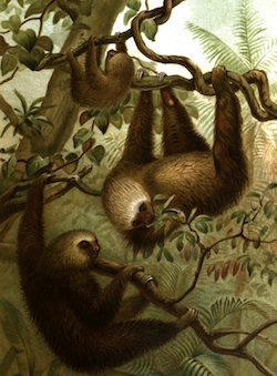 two-toed-sloths