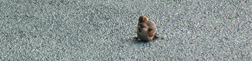 two male iago sparrows in copula on deck Plancius (Kees Moeliker)