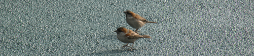 two males iago sparrow on deck Plancius (Kees Moeliker)